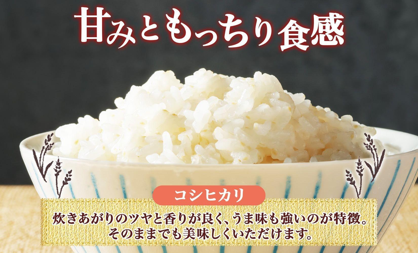 無地熨斗 令和6年産 コシヒカリ 白米 10kg×1袋 長野県産 米 精米
