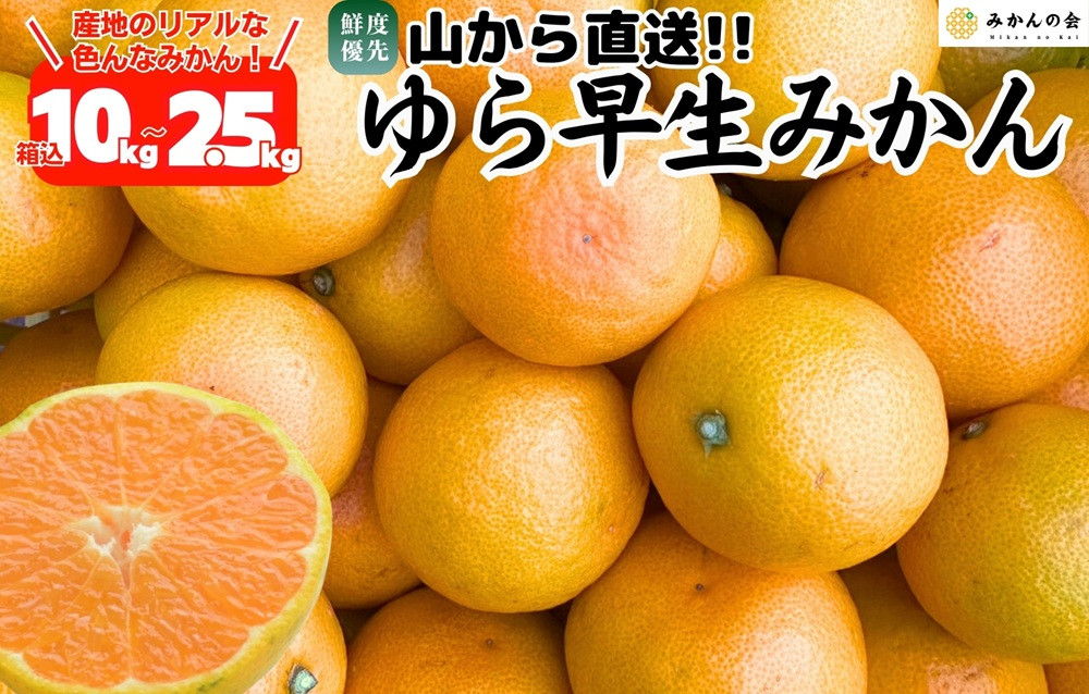 ゆら早生&nbsp;みかん&nbsp;山から直送&nbsp;箱込&nbsp;2.5～10kg&nbsp;採れたてそのままごろごろ規格&nbsp;有田みかん&nbsp;和歌山県産&nbsp;【みかんの会】［2026年10月下旬頃より順次発送予定］