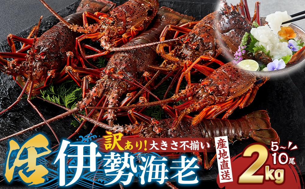 【訳あり】天然 活伊勢海老 約2kg（ 5～10尾 大きさ 不揃い ）南紀黒潮イセエビ 年末年始 お正月 お届け可【着日指定必須】｜ 期間限定 漁師直送 海鮮 海老 とれたて 人気