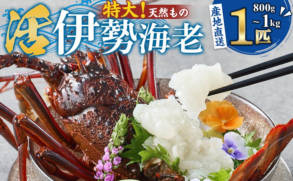 【特大】天然 活伊勢海老 １匹（800g～1kg）南紀黒潮イセエビ 年末年始 お正月 お届け可【着日指定必須】 ｜期間限定 漁師直送 海鮮 海老 とれたて 人気 高級 産地直送