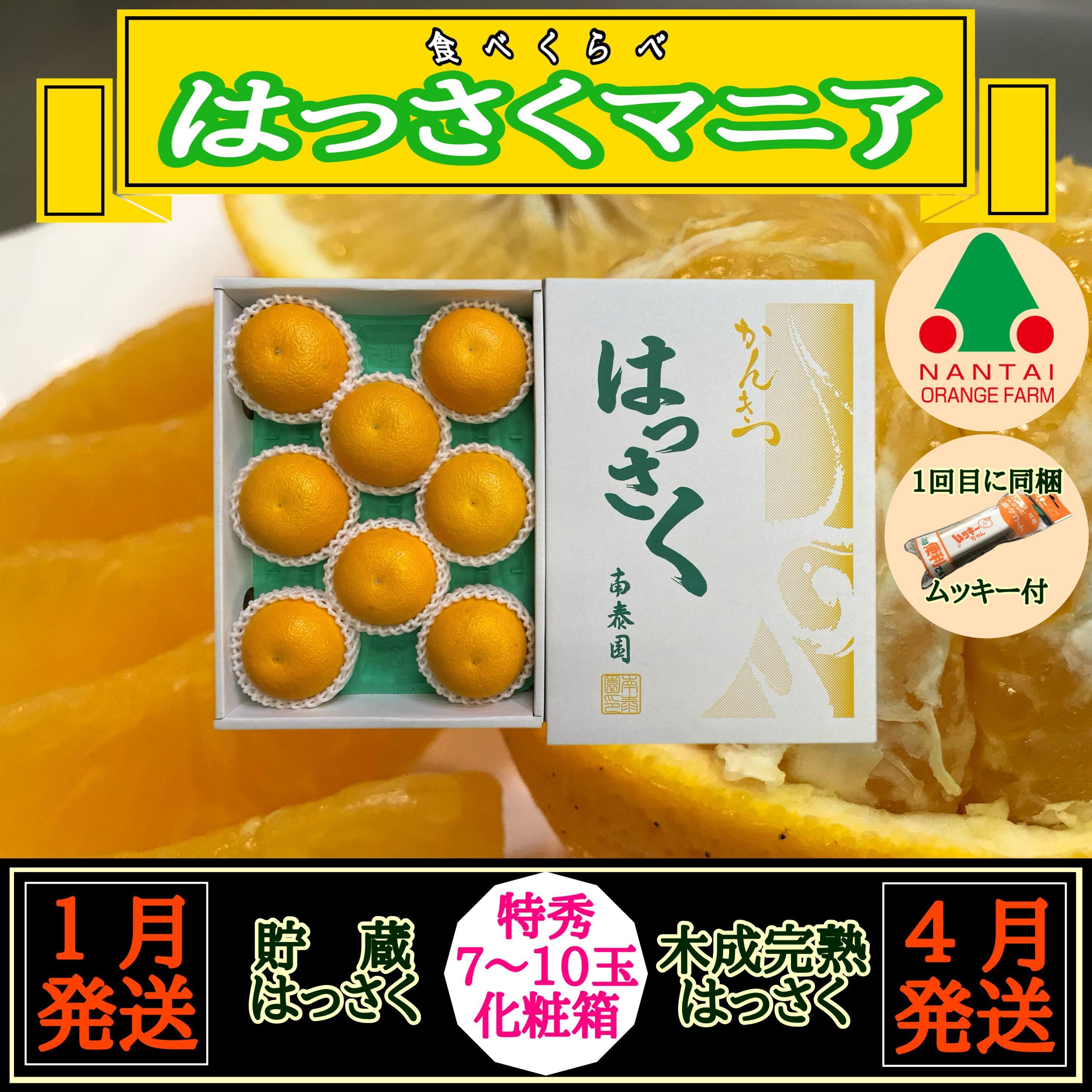 1・4月発送 全2回 定期便 はっさく マニア 貯蔵 ＆ 木成完熟  特秀 7 ～ 10玉  和歌山 有田 南泰園