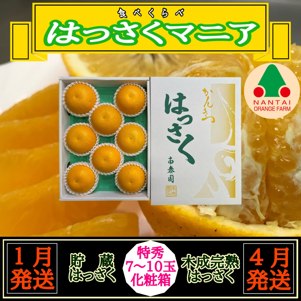 1・4月発送&nbsp;全2回&nbsp;定期便&nbsp;はっさく&nbsp;マニア&nbsp;貯蔵&nbsp;＆&nbsp;木成完熟&nbsp;特秀&nbsp;7&nbsp;～&nbsp;10玉&nbsp;和歌山&nbsp;有田&nbsp;南泰園
