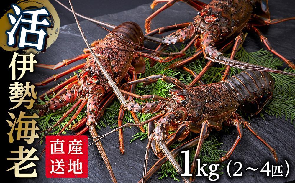 活 伊勢海老 1kg（2～4匹）南紀黒潮イセエビ 年末年始 お正月 お届け可【着日指定必須】｜期間限定 漁師直送 海鮮 海老 とれたて 人気