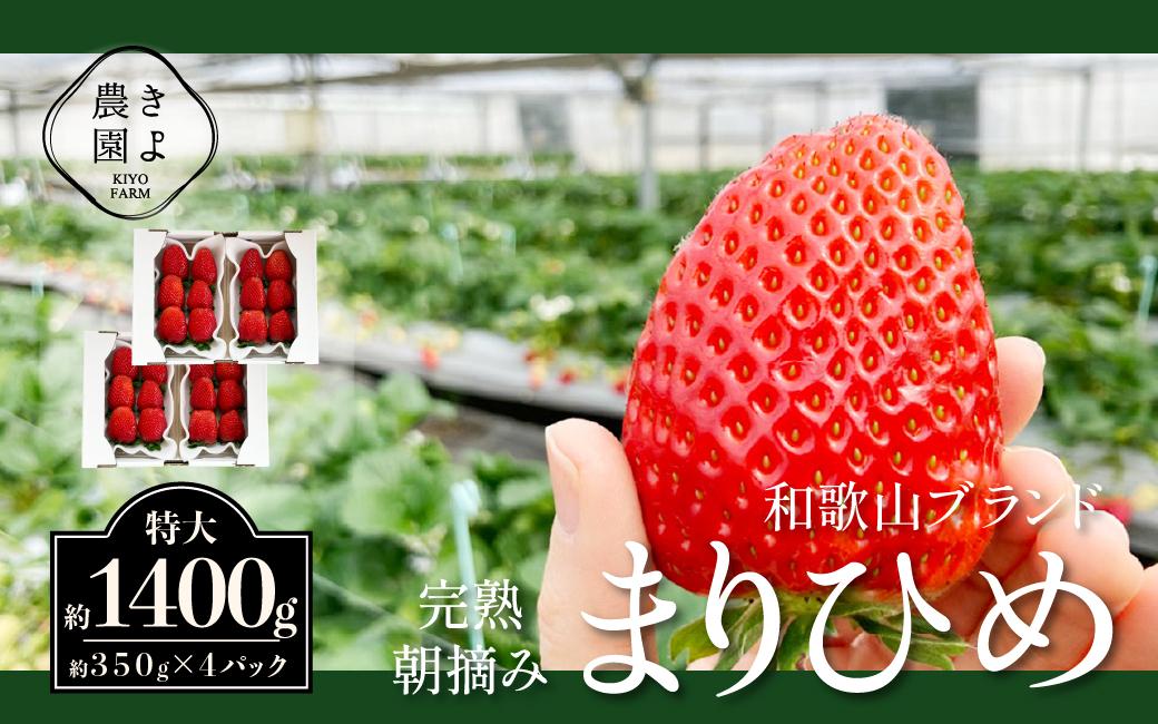 特大まりひめイチゴ 朝摘 6個～11個入×4パック【2025年1月中旬頃より発送】【先行予約】【KT4】