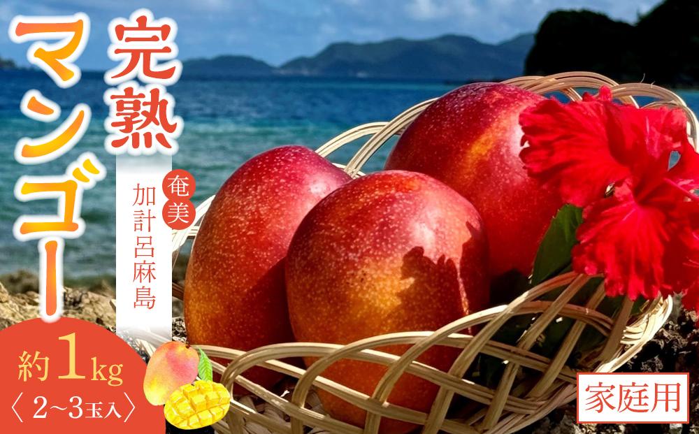 【2026年先行予約】奄美&nbsp;加計呂麻島&nbsp;完熟マンゴー&nbsp;家庭用&nbsp;約1kg（2～3玉入り）化粧箱【完熟マンゴー&nbsp;化粧箱&nbsp;果物&nbsp;マンゴー&nbsp;くだもの&nbsp;食品&nbsp;農家直送&nbsp;フルーツ&nbsp;飲料&nbsp;果汁飲料&nbsp;ドリンク&nbsp;季節限定&nbsp;先行予約&nbsp;贈り物&nbsp;ギフト&nbsp;鹿児島県&nbsp;奄美大島&nbsp;瀬戸内町】