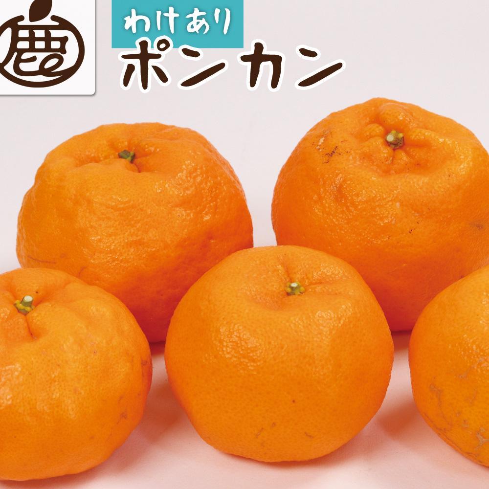 ＜1月より発送＞家庭用 ポンカン2kg+60g（傷み補償分）【訳あり・わけあり】【光センサー選別】