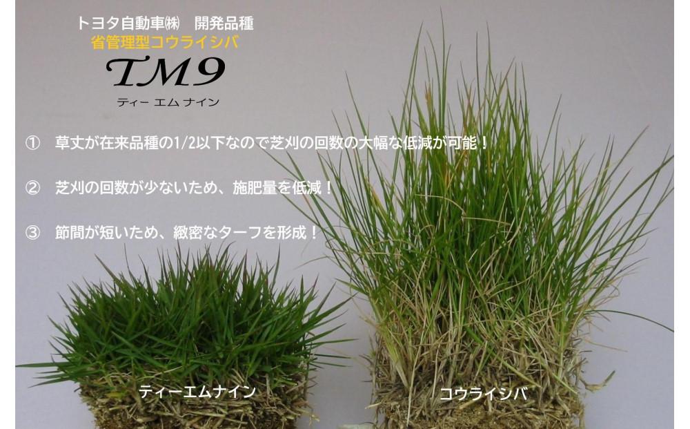芝生（省管理型コウライ芝 TM9ティーエムナイン）【芝生 芝 トヨタ