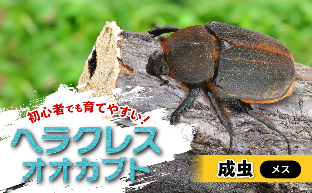 ヘラクレスオオカブト&nbsp;メス&nbsp;1匹&nbsp;サイズフリー　※配送不可地域あり