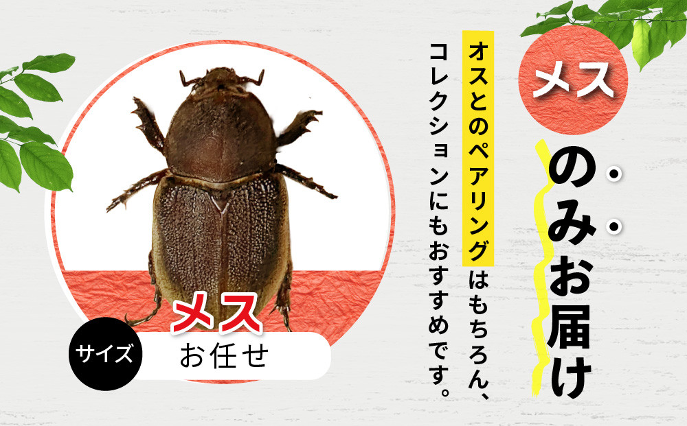 ヘラクレスオオカブト メス 1匹 サイズフリー ※配送不可地域あり | JTB
