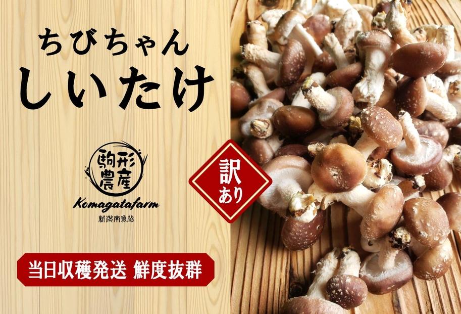 【訳あり】【当日収穫発送・鮮度◎】駒形農産のちびちゃん生しいたけ　1.9ｋｇ　椎茸　しいたけ　菌床椎茸　生椎茸　シイタケ　きのこ　キノコ　はねだし　アウトレット