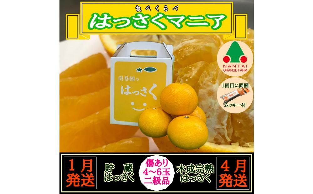 1月・4月 全2回 定期便 はっさく マニア 貯蔵 ＆ 木成完熟 傷あり 二級品 4 ～ 6玉 手さげ箱 和歌山 有田 南泰園