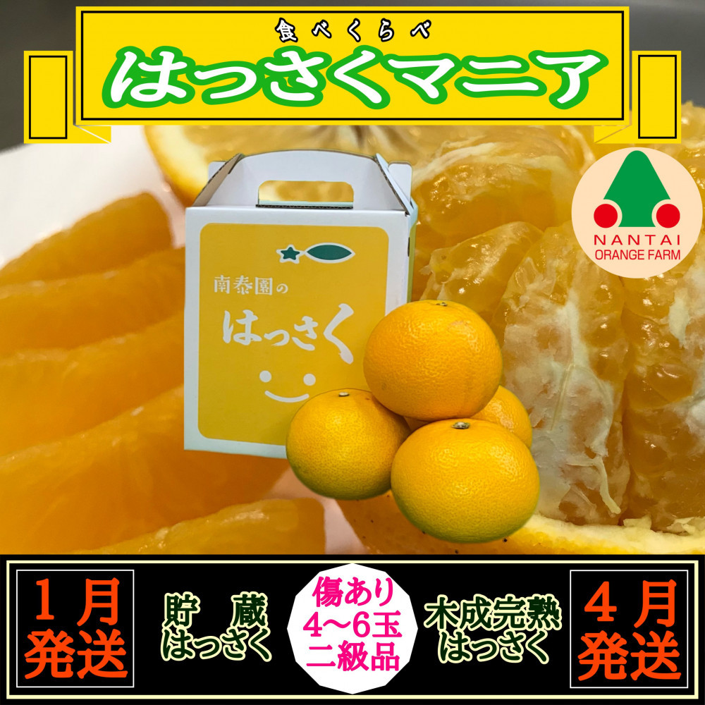 1・4月発送&nbsp;全2回&nbsp;定期便&nbsp;はっさく&nbsp;マニア&nbsp;貯蔵&nbsp;＆&nbsp;木成完熟&nbsp;傷あり&nbsp;二級品&nbsp;4&nbsp;～&nbsp;6玉&nbsp;手さげ箱&nbsp;和歌山&nbsp;有田&nbsp;南泰園