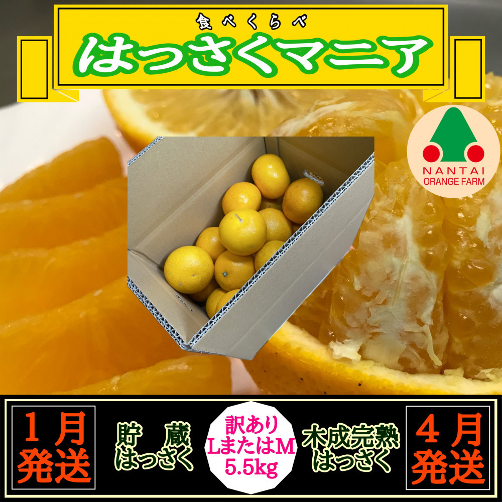 1・4月発送&nbsp;全2回&nbsp;定期便&nbsp;はっさく&nbsp;マニア&nbsp;貯蔵&nbsp;＆&nbsp;木成完熟&nbsp;訳あり傷多め&nbsp;L&nbsp;または&nbsp;M&nbsp;5.5kg&nbsp;茶箱&nbsp;和歌山&nbsp;有田&nbsp;南泰園