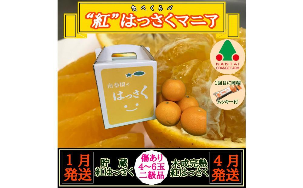 1・4月発送 全2回 定期便 紅はっさく マニア 貯蔵 ＆ 木成完熟 傷あり 二級品 4 ～ 6玉 化粧箱 和歌山 有田 南泰園