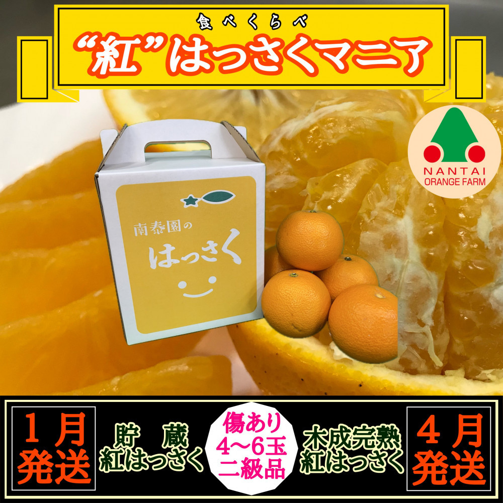 1・4月発送&nbsp;全2回&nbsp;定期便&nbsp;紅はっさく&nbsp;マニア&nbsp;貯蔵&nbsp;＆&nbsp;木成完熟&nbsp;傷あり&nbsp;二級品&nbsp;4&nbsp;～&nbsp;6玉&nbsp;化粧箱&nbsp;和歌山&nbsp;有田&nbsp;南泰園