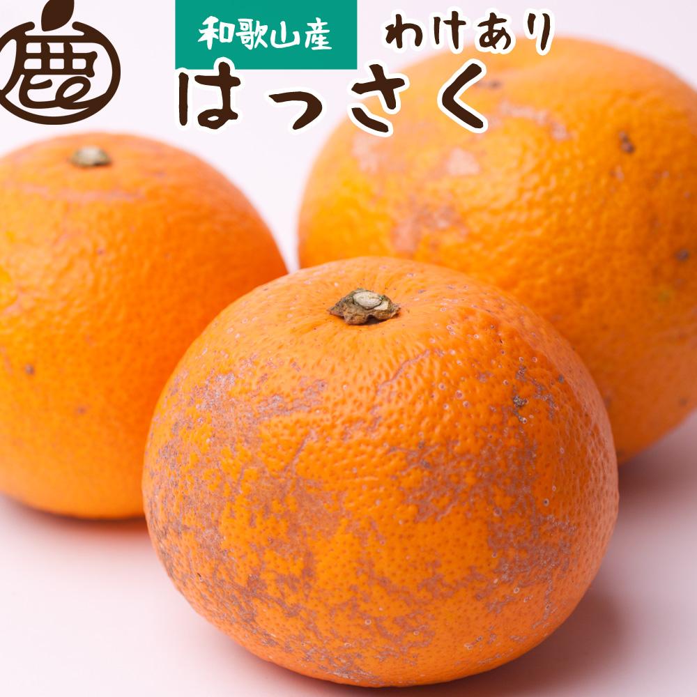 【 家庭用 】  はっさく約10kg+300g（傷み補償分）【八朔みかん・ハッサク】【わけあり・訳あり】【2025年1月上旬～2025年3月末日頃 順次発送予定】 【IKE30】