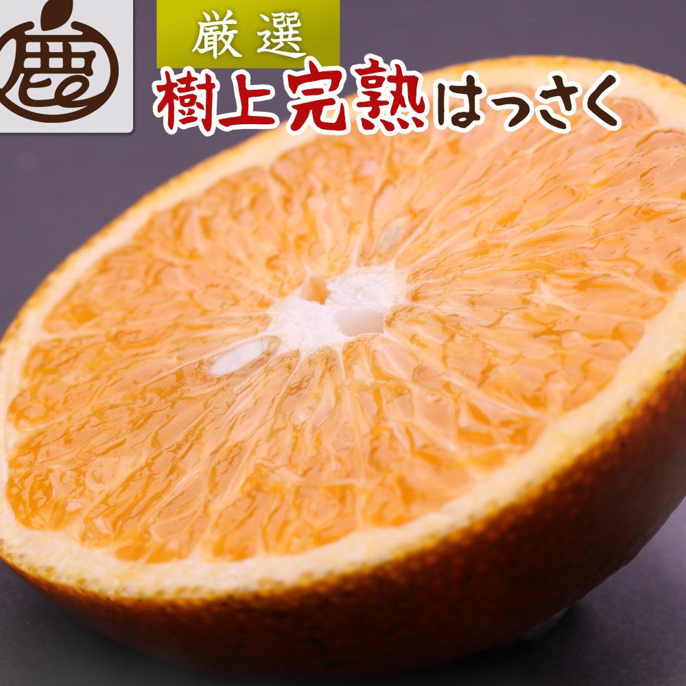 厳選 樹上完熟はっさく約5kg+150g（傷み補償分）【八朔】【さつき・木成】 【2025年4月初旬～2025年5月末日 順次発送】【IKE33】