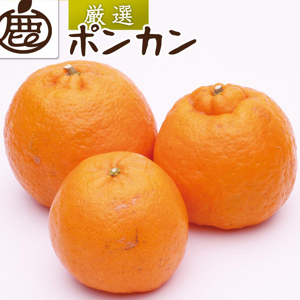 厳選 ポンカン 約1.5kg+45g（傷み補償分）【光センサー選別】【2025年1月下旬～2025年2月末日頃 順次発送予定】【IKE19】