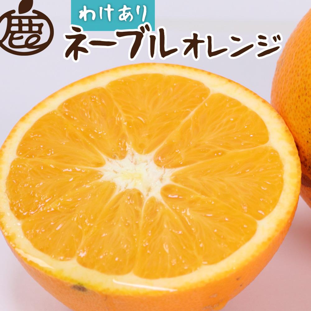 【 家庭用 】 ネーブルオレンジ 約3kg+90g（傷み補償分）【訳あり・わけあり】【光センサー選別】【2025年2月初旬～2025年2月末日頃 順次発送予定】【IKE41】