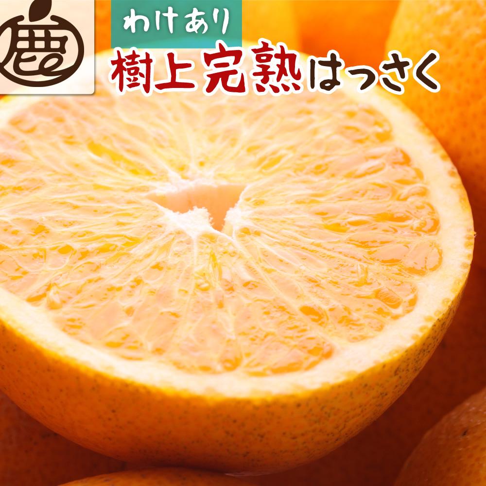 ＜4月より発送＞家庭用 樹上完熟はっさく10kg+300g（傷み補償分）【八朔】【わけあり・訳あり】【さつき・木成】【IKE36】