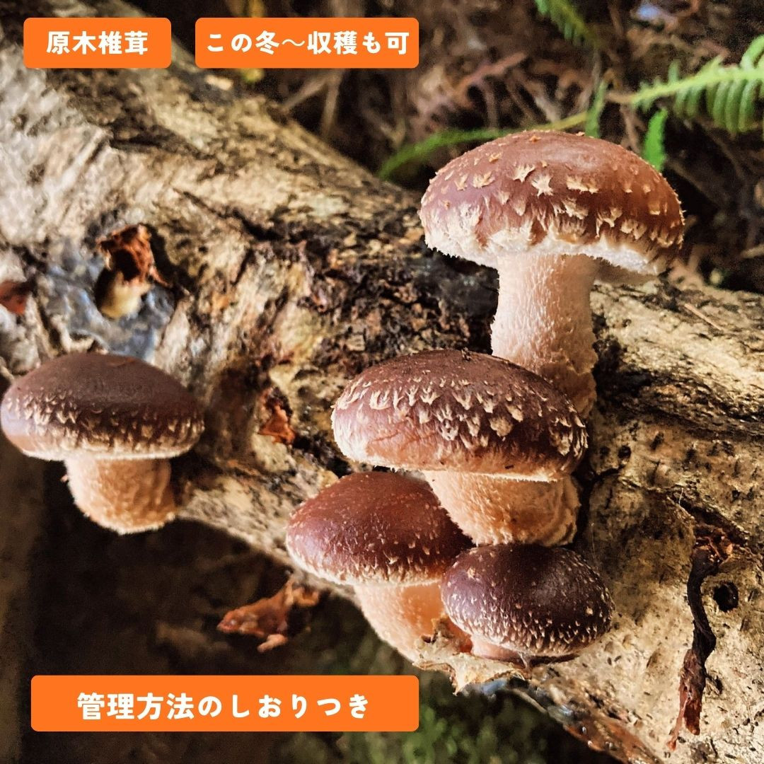 椎茸 ホダ木 4本セット 太 原木しいたけ栽培セット（太めホダ木1本）