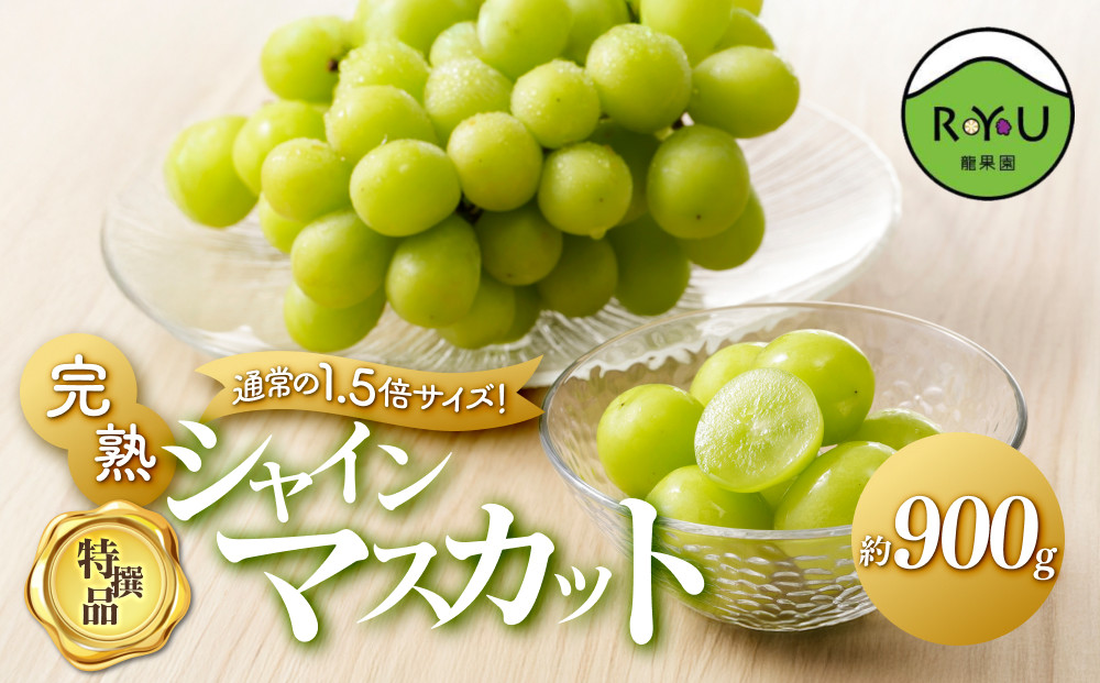 通常の1.5倍サイズ！良味・大房！　完熟シャインマスカット（特撰品）900g