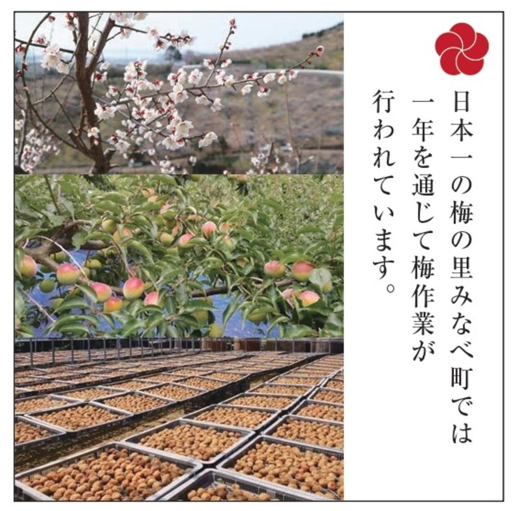 梅の里からの正月飾り「門梅」［R］ [AJ1]azky005A | JTBのふるさと