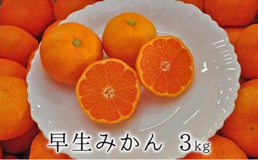 【2024年11月中旬より順次発送】秋の味覚　果汁たっぷり　早生みかん3kg★★