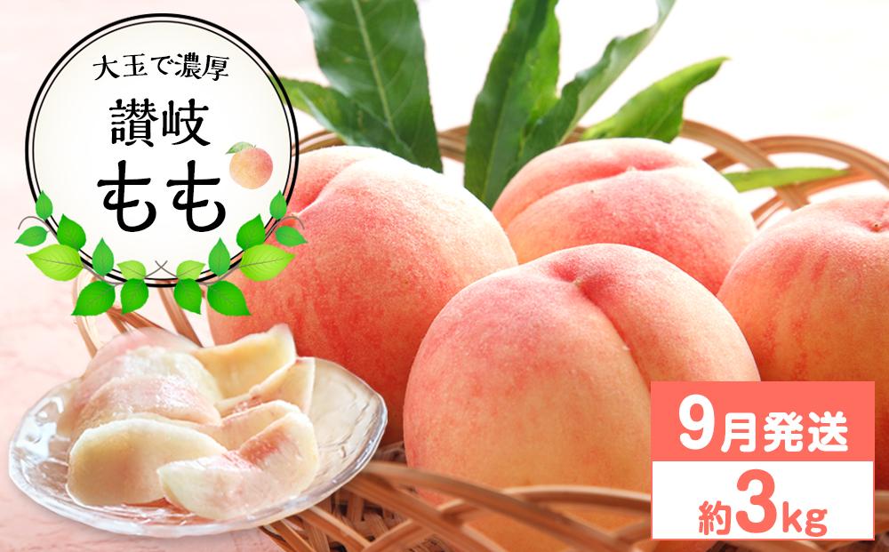 【先行予約】大玉で濃厚な讃岐もも 約3kg 9月出荷 品種おまかせ 【国産もも 桃 白桃 白鳳 あかつき 清水白桃 なつおとめ 川中島白桃 まどか 黄金桃 西大母 飯田桃園 さぬき市】