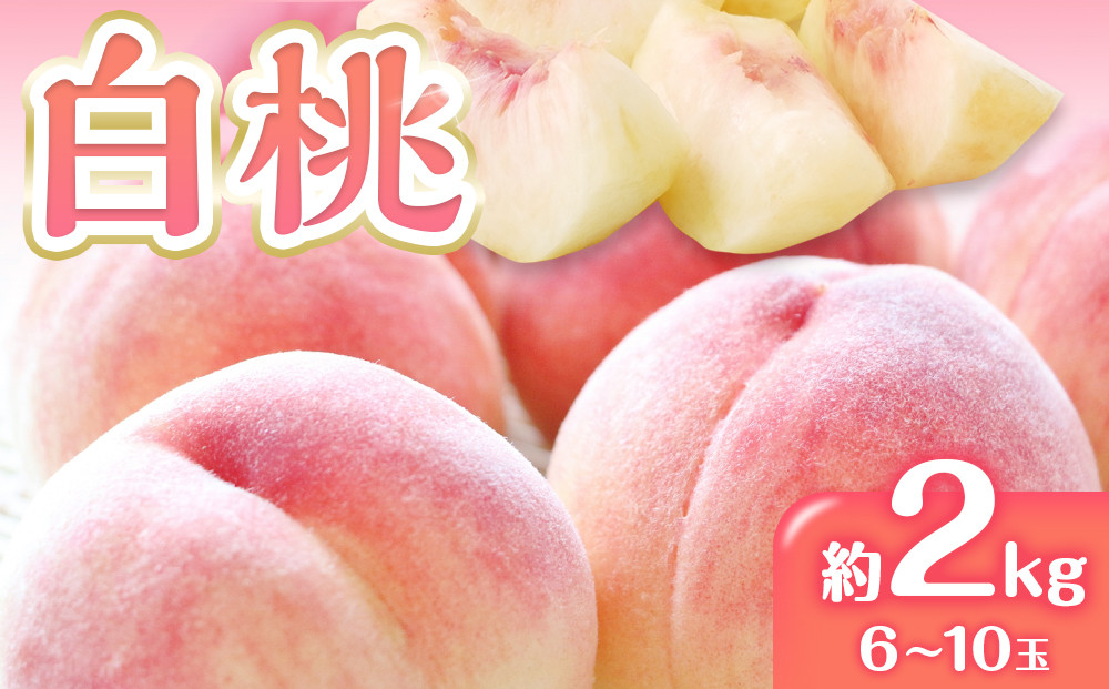 先行予約&nbsp;白桃&nbsp;桃&nbsp;もも&nbsp;約2kg&nbsp;6-10玉入り&nbsp;|&nbsp;香川県産&nbsp;果物&nbsp;くだもの&nbsp;フルーツ&nbsp;ジューシーな果汁と果肉が自慢