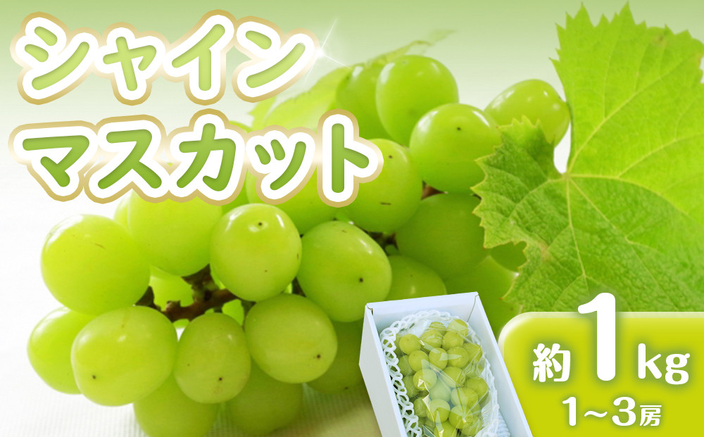 シャインマスカット&nbsp;1kg　(1～3房)【香川県産&nbsp;大粒&nbsp;種なし&nbsp;葡萄&nbsp;ぶどう&nbsp;フルーツ&nbsp;国産】