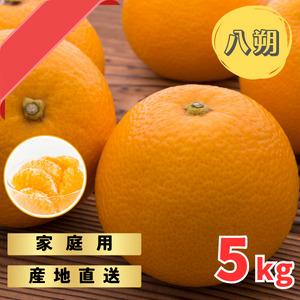木なりはっさくみかんご家庭用&nbsp;5kg箱入【WS9】