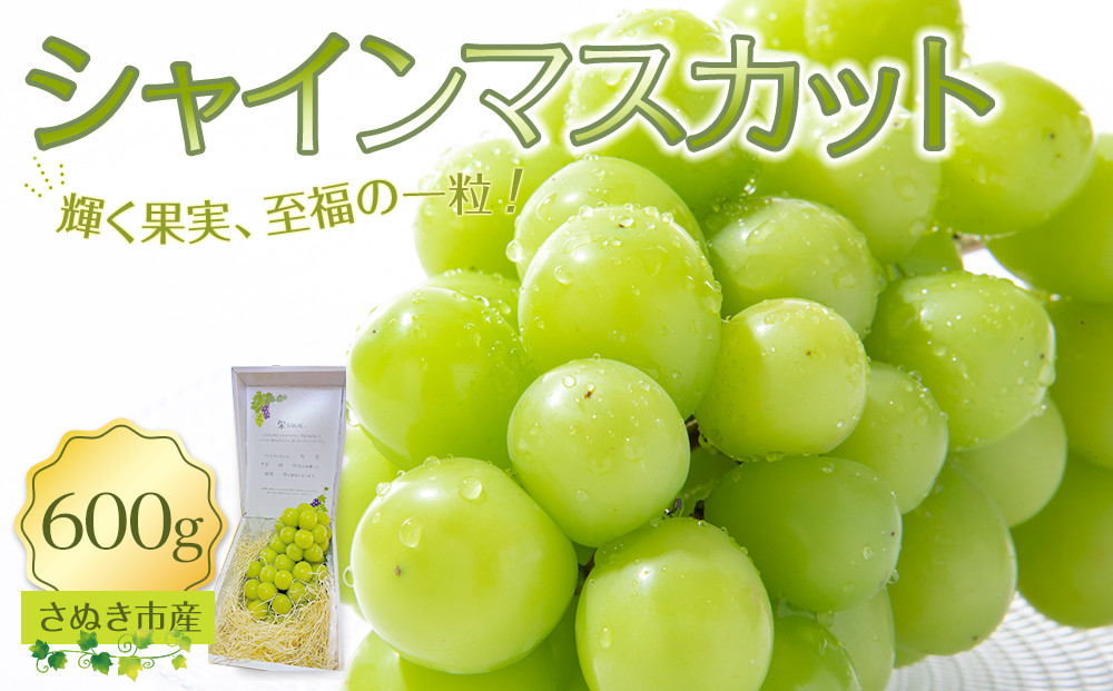 シャインマスカット&nbsp;600g&nbsp;ぶどう&nbsp;朝採り&nbsp;厳選&nbsp;旬&nbsp;フルーツ&nbsp;果物&nbsp;香川県&nbsp;さぬき市
