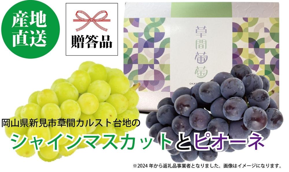 ぶどう&nbsp;2025年&nbsp;先行予約&nbsp;カルスト台地で育ったシャインマスカットとピオーネ（各１房）【ギフト用】&nbsp;|&nbsp;フルーツ&nbsp;果物&nbsp;くだもの&nbsp;葡萄&nbsp;ブドウ&nbsp;ぶどう&nbsp;シャインマスカット&nbsp;マスカット&nbsp;ギフト&nbsp;贈答用&nbsp;プレゼント&nbsp;岡山&nbsp;岡山県産&nbsp;国産&nbsp;フルーツ&nbsp;果物&nbsp;くだもの&nbsp;シャインマスカット&nbsp;マスカット