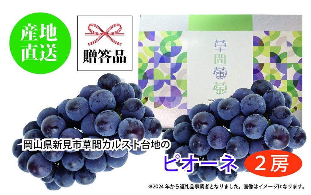 ぶどう&nbsp;2025年&nbsp;先行予約&nbsp;カルスト台地で育ったピオーネ（２房）【ギフト用】贈答&nbsp;ブドウ&nbsp;葡萄&nbsp;&nbsp;岡山市産&nbsp;国産&nbsp;フルーツ&nbsp;果物&nbsp;ギフト
