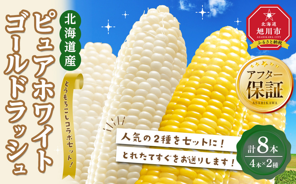 【2026年先行予約】とうもろこしコラボセット!　ピュアホワイト4本×ゴールドラッシュ4本（2026年8月下旬から発送開始予定）【&nbsp;白いとうもろこし&nbsp;人気&nbsp;北海道産&nbsp;糖度&nbsp;生&nbsp;野菜&nbsp;スイートコーン&nbsp;産地直送&nbsp;バーベキュー&nbsp;BBQ&nbsp;コーン&nbsp;旬&nbsp;お取り寄せ&nbsp;旭川市&nbsp;北海道&nbsp;】_04561