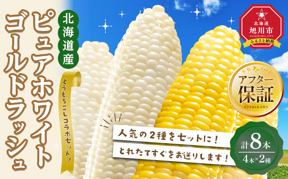【2026年先行予約】とうもろこしコラボセット!　ピュアホワイト4本×ゴールドラッシュ4本（2026年8月下旬から発送開始予定）【&nbsp;白いとうもろこし&nbsp;人気&nbsp;北海道産&nbsp;糖度&nbsp;生&nbsp;野菜&nbsp;スイートコーン&nbsp;産地直送&nbsp;バーベキュー&nbsp;BBQ&nbsp;コーン&nbsp;旬&nbsp;お取り寄せ&nbsp;旭川市&nbsp;北海道&nbsp;】_04561