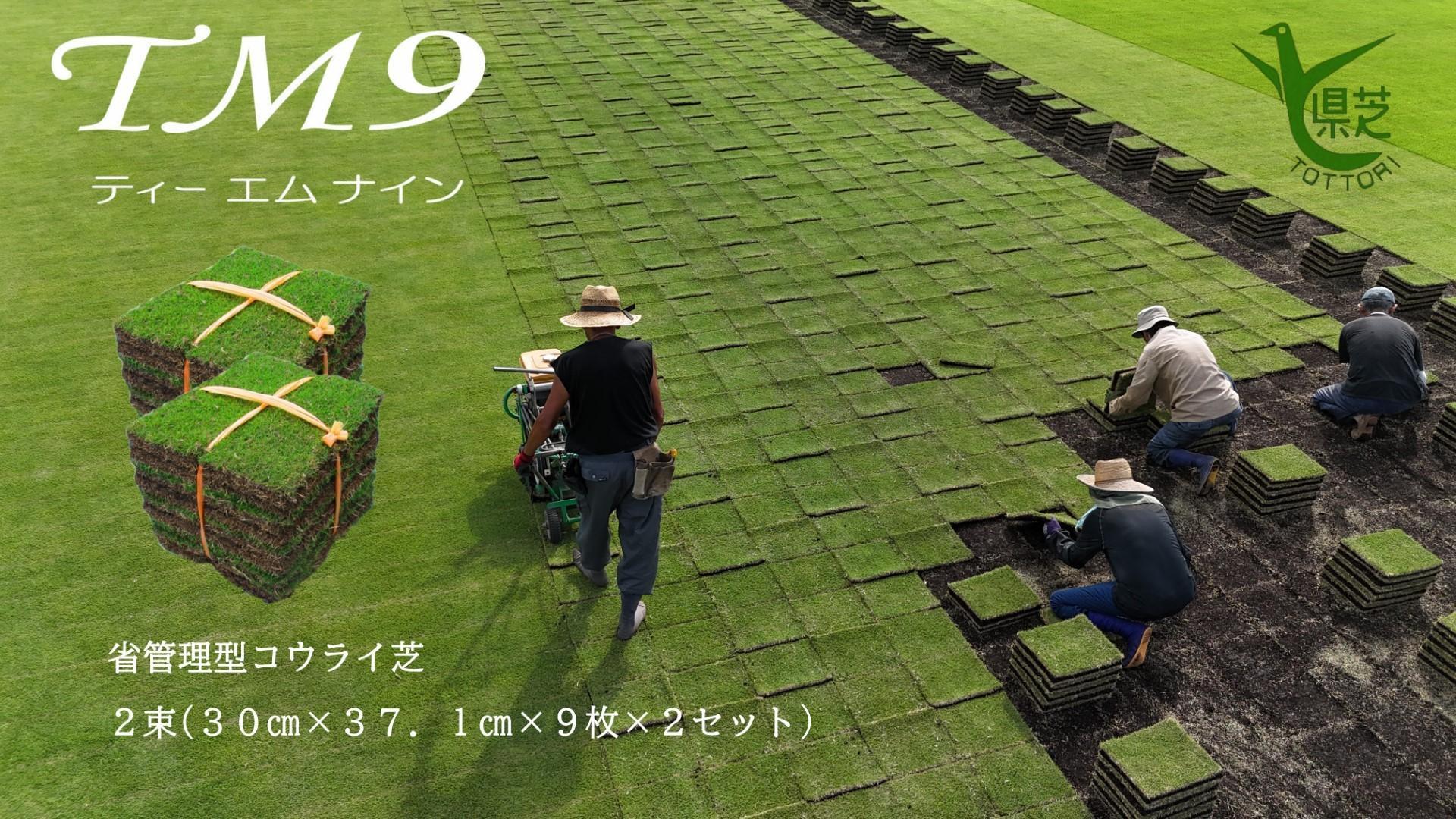 【先行予約】芝生(省管理型コウライ芝　TM9ティーエムナイン)２束セット※2平米分