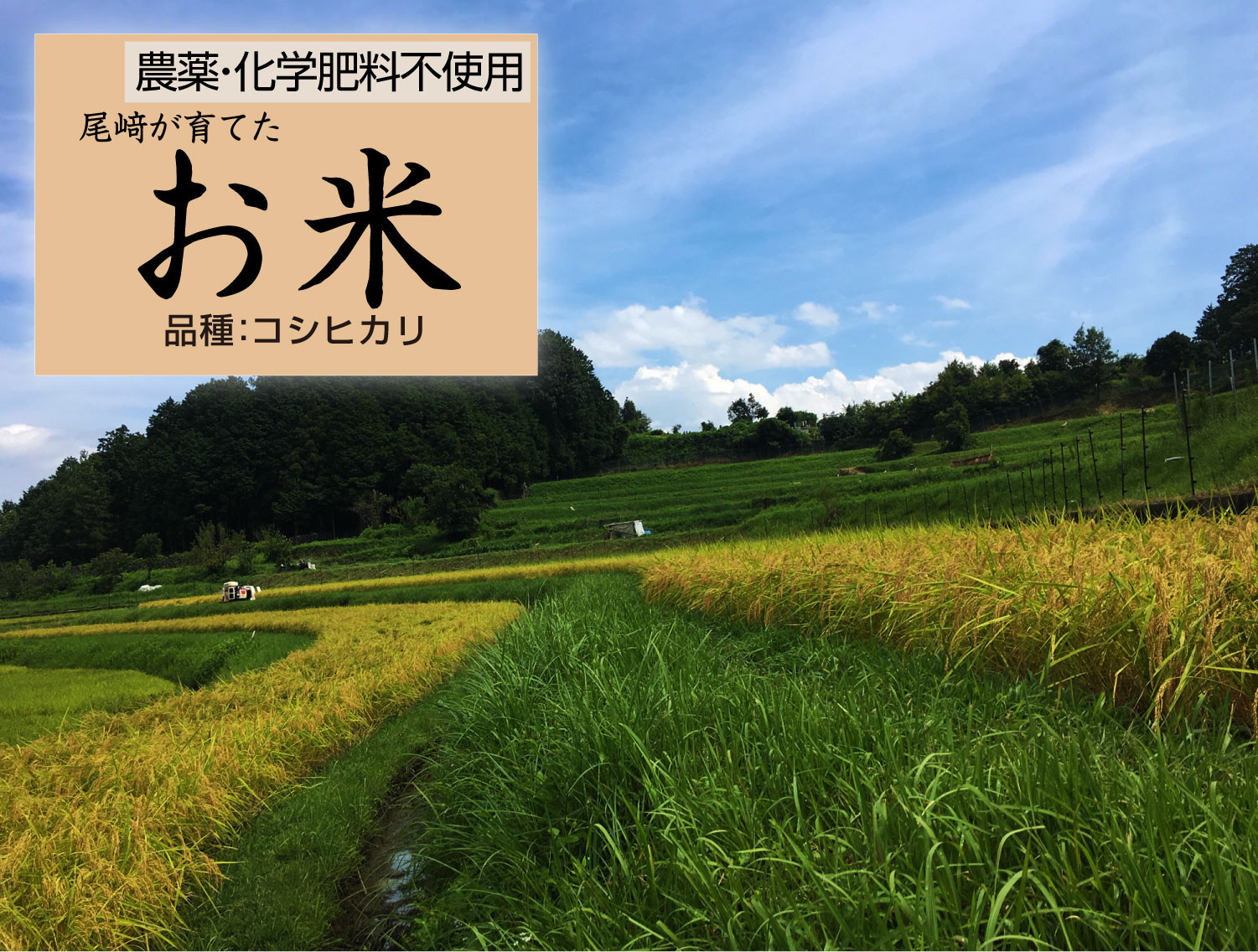 栽培期間中農薬・化学肥料不使用&nbsp;白米粒が光る棚田米&nbsp;滋賀県大津産&nbsp;白米5kg