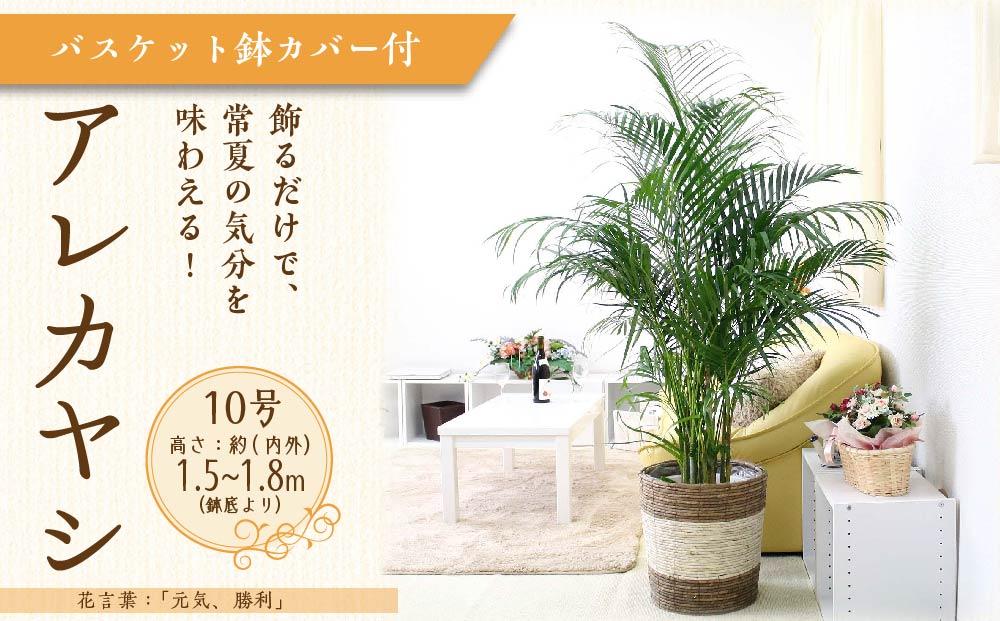 【観葉植物】アレカヤシ 10号 ストライプバスケット鉢カバー 土の表面:ウッドチップ ｜観葉植物 インテリア 部屋 おしゃれ 福岡県筑前町 送料無料