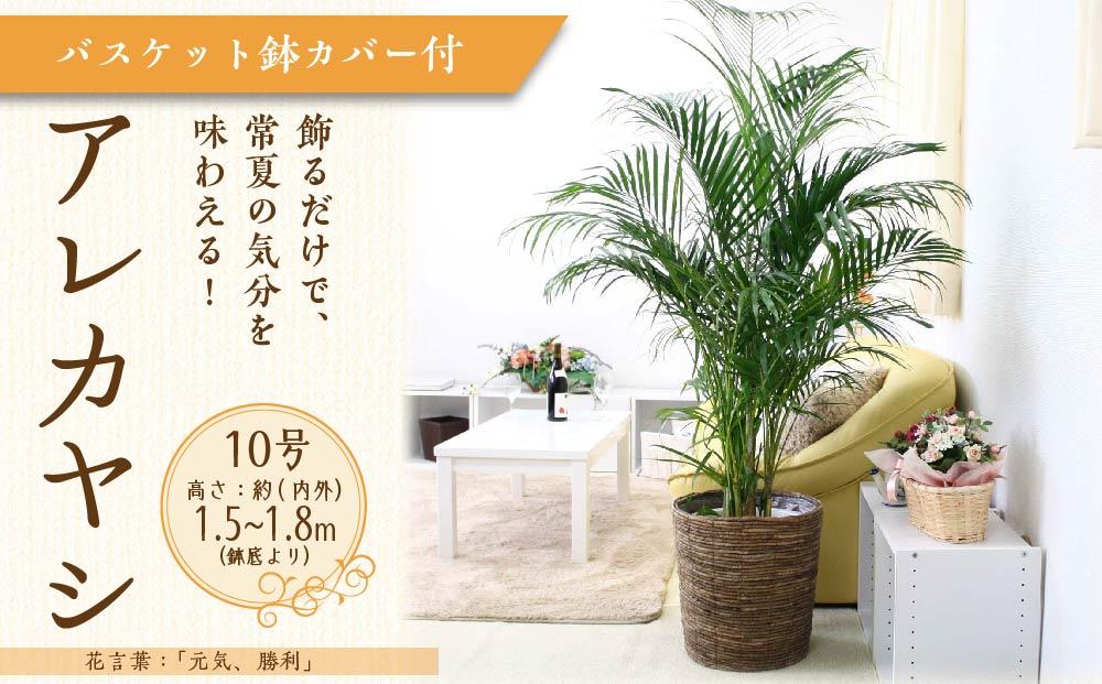 【観葉植物】アレカヤシ 10号 ブラウンバスケット鉢カバー 土の表面:ウッドチップ ｜観葉植物 インテリア 部屋 おしゃれ 福岡県筑前町 送料無料