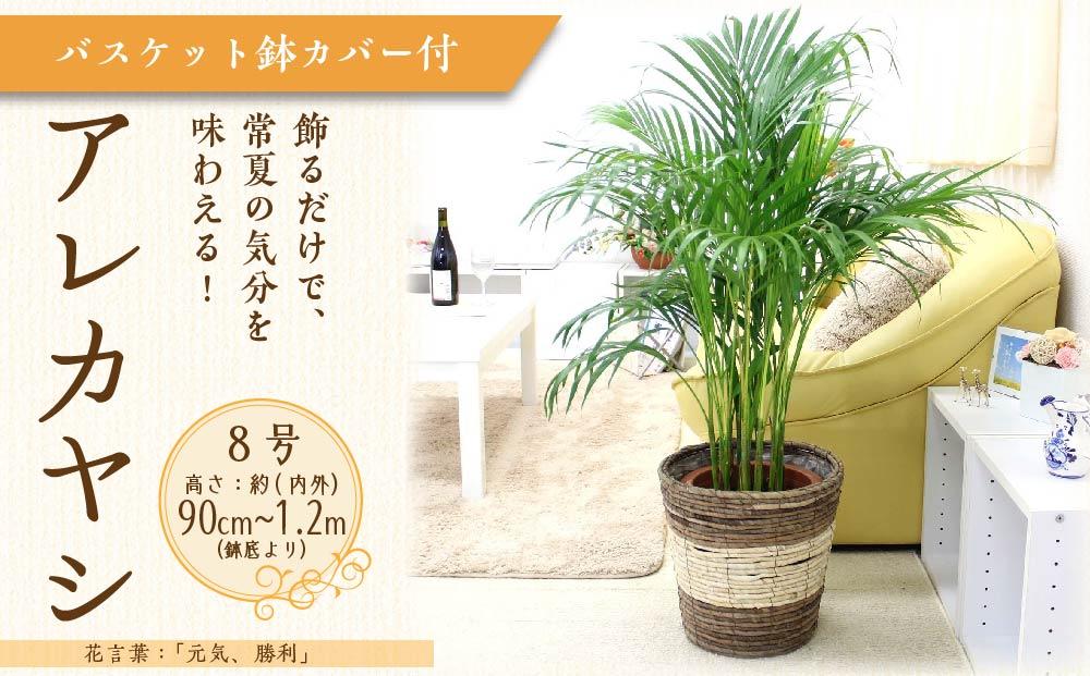 【観葉植物】アレカヤシ 8号 ストライプバスケット鉢カバー 土の表面:ウッドチップ ｜観葉植物 インテリア 部屋 おしゃれ 福岡県筑前町 送料無料