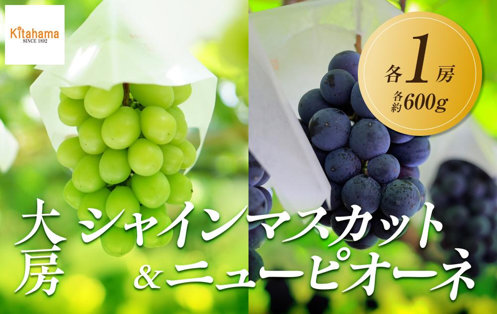 【2025年8月中旬より順次発送】大房シャインマスカット＆&nbsp;大房ニューピオーネ　各1房(各約600g)