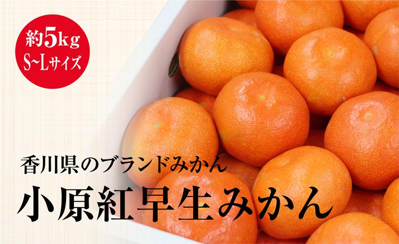 さぬき市 小原紅早生みかん （約5kg）