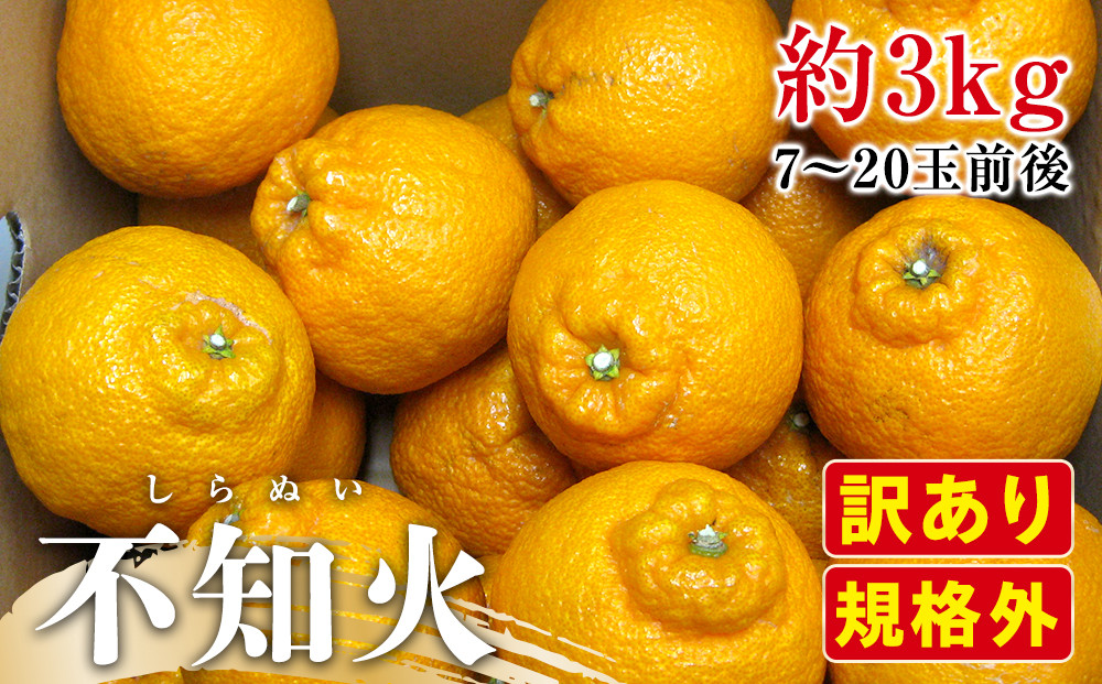 【2月下旬頃～発送】訳あり&nbsp;規格外&nbsp;不知火&nbsp;(しらぬひ)&nbsp;約3kg