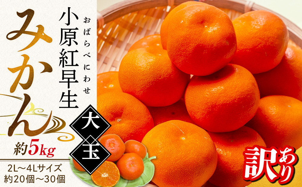 【11月下旬頃～発送】訳あり&nbsp;小原紅早生みかん&nbsp;(大玉)&nbsp;約5kg