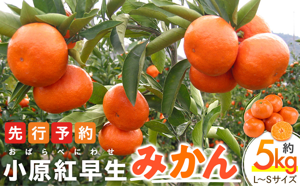 【11月下旬頃～発送】小原紅早生みかん&nbsp;約5kg