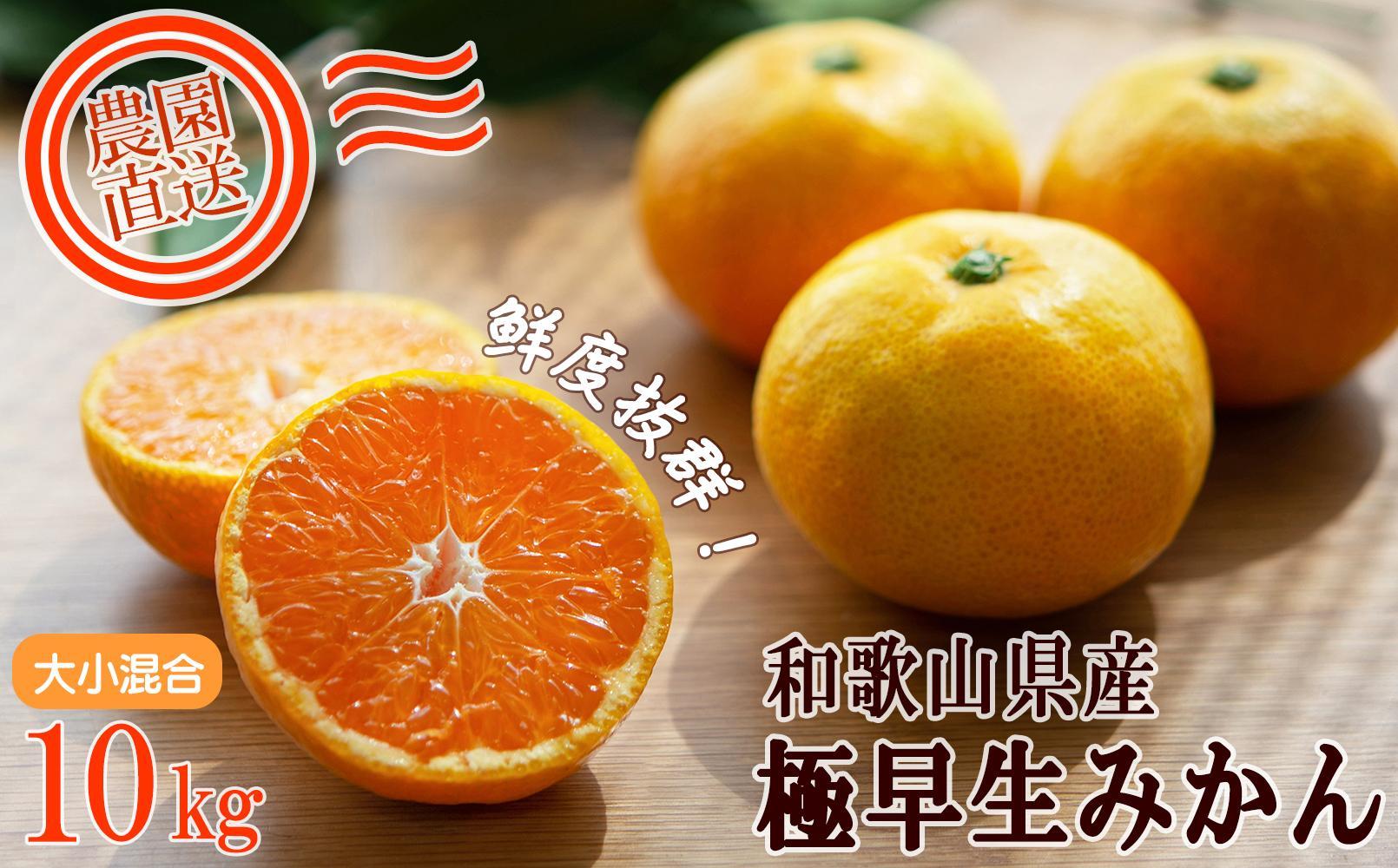 極早生みかん&nbsp;約10kg&nbsp;大小混合&nbsp;ちょっと訳あり《ご家庭用》和歌山県より農園直送！まごころ産直みかん【北海道・沖縄県・一部離島&nbsp;配送不可】混合サイズ&nbsp;ミカン&nbsp;蜜柑&nbsp;温州みかん&nbsp;わけあり&nbsp;訳アリ［Mg13】