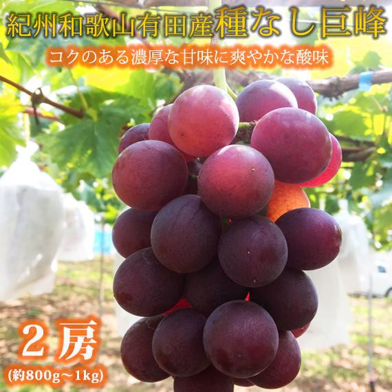 紀州有田産の種なし巨峰ぶどう２房（約800g〜1kg）【2025年発送 先行予約】