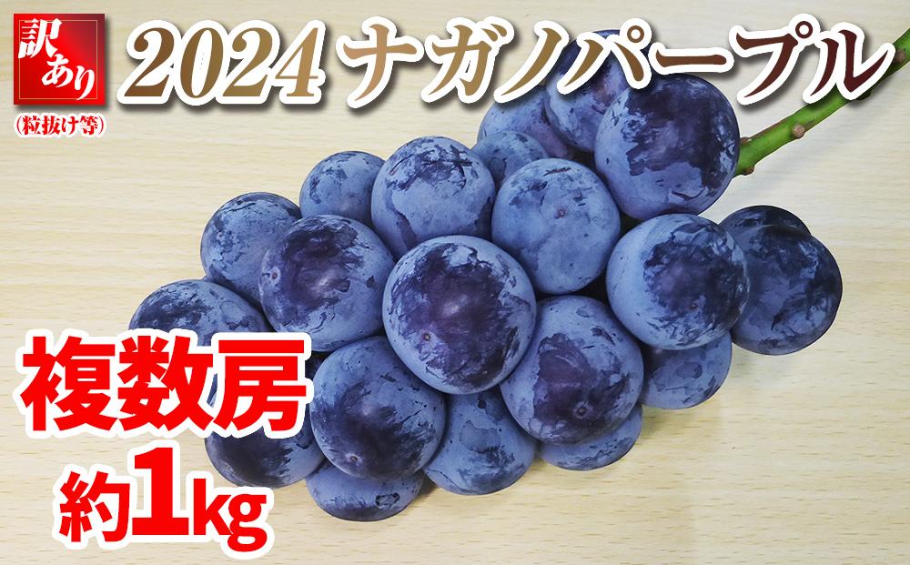 2024 ナガノパープル【訳あり粒抜け等】　房複数　約1キロ　長野県産  【9月末頃～順次発送予定】国際特許有機肥料栽培